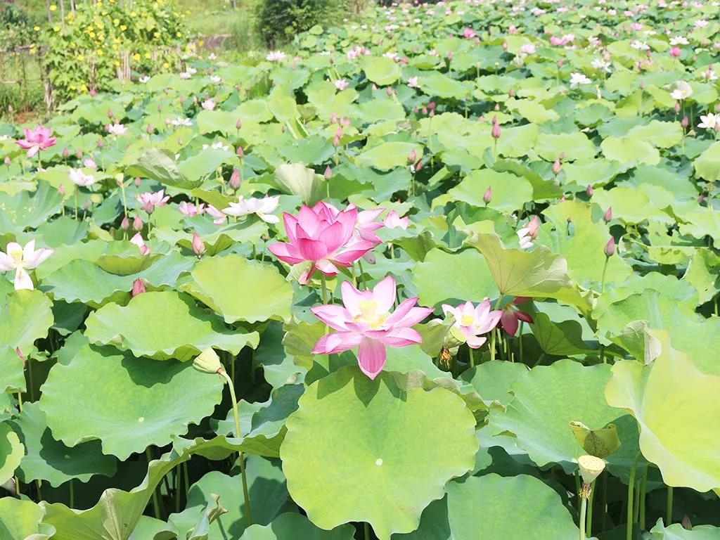 不負(fù)韶華不負(fù)景，海福祥最美賞花行